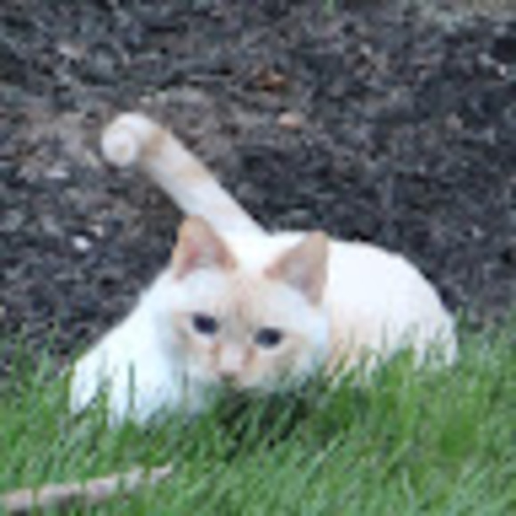 Meet your Posher, Rachel - Picture 1 of 1